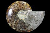 Polished, Agatized Ammonite (Cleoniceras) - Madagascar #72878-1